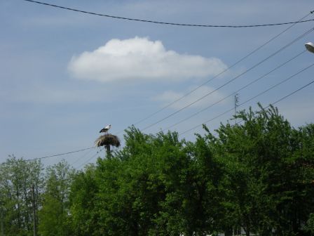 IMGP0966.JPG
