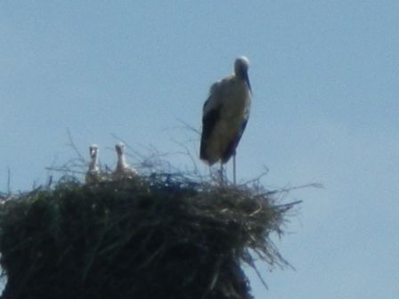 IMGP1756.JPG